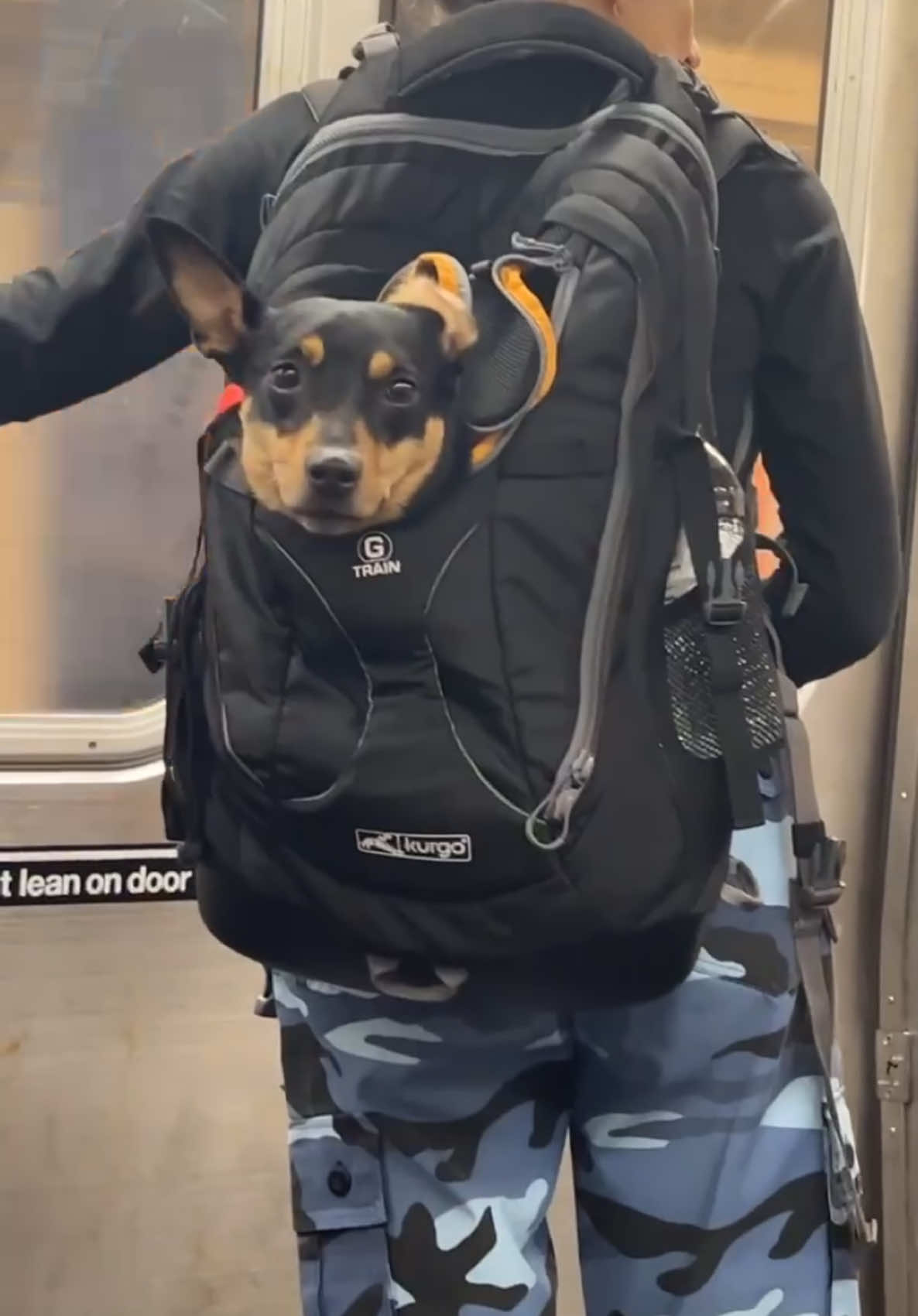 Dogs + bags + subway #subwaycreatures #fyp #foryoupage #subway #iloveny #nyc #dogsoftiktok #dogs #doglover 
