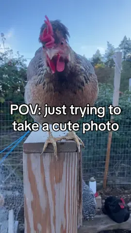 *cue husband laughing* #fyp #chickensoftiktok #homestead #farmlife #chicken 
