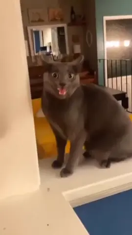 Funny Cute Cats 😺Кумедні милі котики #кіттіктокер #кітукраїнець #кіт #cattok #catlover #cats #catsoftiktok #cat #cute #кот #kitten #котики #коты #котенок #котикиприколы #котыприколы #смешное #смешныеживотные #собака #собакадругчеловека #собаки #dog #dogsoftiktok #dogs #doglover #tiktok #собакиприколы #котики #котикиприколы #кумеднікоти #catsoftiktok #yellowcat #котысобаки #котята #котыприколы #собакиприколы #приколы #лучшее 