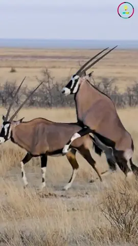 كيف نجت المها العربي من حافة الانقراض؟