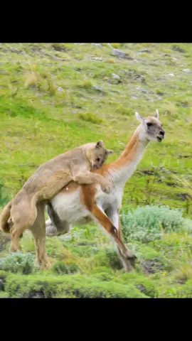 #amazinganimals #wildlife #nature #animalsworld #animallifestyle #fyp 