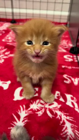 this sweet boy 🧡  #theravenhoodseries #mainecoon #mainecoonsoftiktok #mainecoonkitten #kitten #kitty 