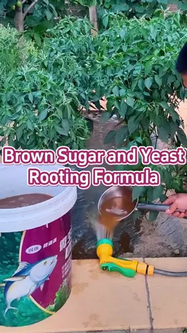 #garden #gardening #gardeningtips #planting #farming #agriculture #fertilizer #plantroots #brownsugar #yeast 