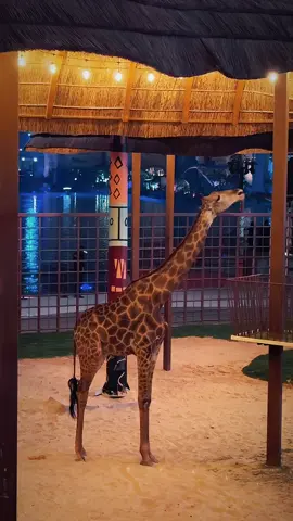 زون افريقيا في البوليفارد وورلد  #بوليفارد_وورلد #موسم_الرياض #اكسبلورexplore #typ #africa #افريقيا 