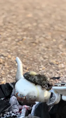 #الهقار،🇩🇿🎋🌵 #الهقار،🇩🇿تمنغست_ #كيدال_تمبكتو_ليبيا_النيجر_نيامي_🇩🇿 #تمنراست_عين_صالح_اليزي_جانت_ادرار 