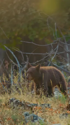Enjoy this bear’s-eye view of autumn in Yosemite National Park 😌🍂🐻 Fall is the last chance for this young black bear family to feed before hibernation. 🎥: #AmericasNationalParks
