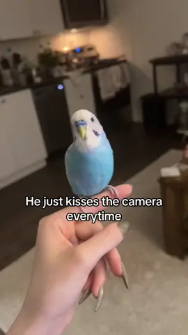 Budgie core 🗿