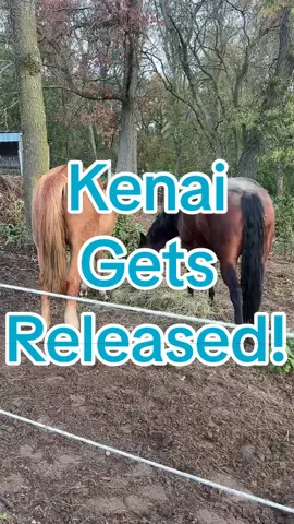 #horse #horses #horsesoftiktok #horsegirl #horseriding #quarterhorse 