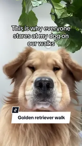 Back by popular demand 🍑#goldensoftiktok #goldenretriever #PetsOfTikTok #citylife #dogwalk 