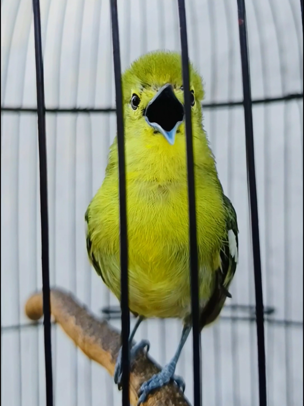 gacorrrr dorrr #storykicau #kicau #kicaumania #kicaumaniaindonesia #sirtu #sirpu #cupon #cipoh #cipow #burung #burungtiktok #hobi #hobby #hobiburung #fypシ #masteran #masteranburung #burung #burungjuara #lombaburung 