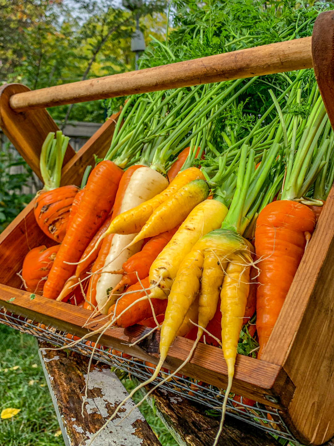 Have you tried using living mulch instead of wood chips? Carrots make a great living mulch and when planted near peppers or tomatoes, you will be able to keep the soil moist, improve drainage and get a bonus carrot harvest. #daily #gardening #calmness
