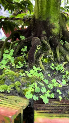 sbsg chờ tết 2025 toả sáng ##maivàngbonsai ##caybonsai #maivàngghépsbsg