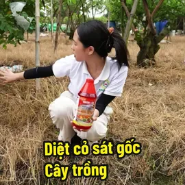 Phun trừ cỏ được 11 ngày, diệt sạch cỏ dại tận gốc