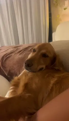 the lip 😭🤍 #dog #dogsoftiktok #fyp #viral #goldenretriever #dogmom #sunshine 