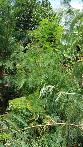 seng penting lahan pakan sek sak emban². panggah ok lehku golek ramban #tiktok #meme #JJDayCapCut #HariJedagJedug #CapCut #music #gunungkawimalang #bankpakanhijauan #ngeramban #jelajahliburan #anime #liveforthechallenge #stitch #p 