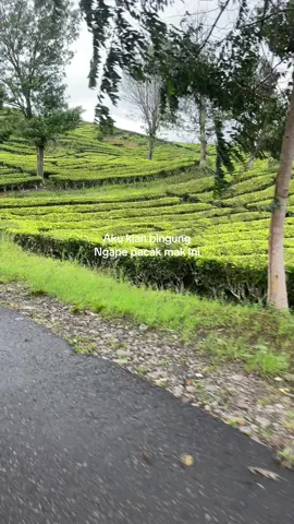 #pagaralam #pagaralam_salam_jeme_kite #pagaralamcity #pagaralamgunungdempo #pagaralam_sumsel #pagaralamupdate #jemekite #qoutes #katekate #sadvibes #semende #fyp 