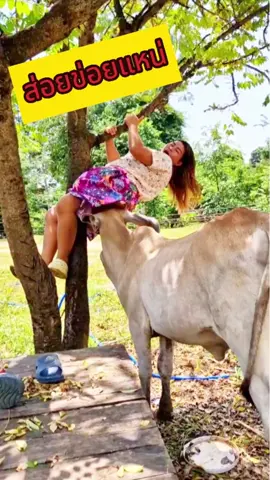 มาเก็บมะยมวัวมาจากไสเด้งคักซอยข่อยแหน่🤣🤣Came to pick cow gooseberry and it bounced very hard.เพื่อความบันเทิงเท่านั้น #เปิดค่าการมองเห็นดันขึ้นฟิดไฮไลท์ facebook #ตลกคลายเครียด #คลิปตลกขบขัน #reelsfb #reelsvideo #reelsviral #reels2024 #reels #fyp #fypシ゚viralシ #goodvibes #comedy #funnyreels #Teamlipad #TeamHilas #koreananghilas #วัวเด้ง 