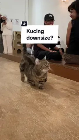 Kucing aja downsize yakali motor lu kaga🫵 #soulgt125 #foryou @sgt125gallery🇮🇩 