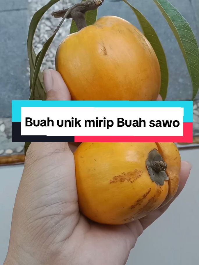 Buah langka mirip buah sawo...  #buahlangka #buahunik #4upage #viraltiktok #TikTokPromote #trending 