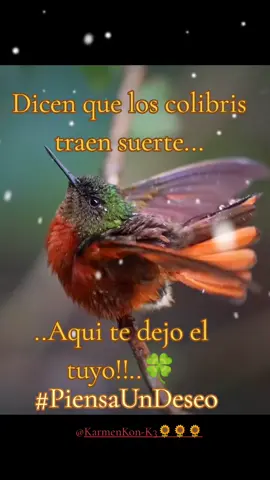 🍀🍀🍀🧿🍃🐦🌻🌻🌻🦋 #buenosdiasporlamañana #colibri #amuleto #piensapositivo  #buenasuerte #proteccion #paratiiiiii 🧿🌻