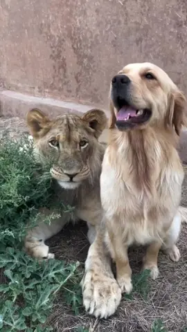 Special love.#animal #cute #special #dog #lion #amazing #interesting #tik_tok #fouryou #fyp #london #usa🇺🇸 