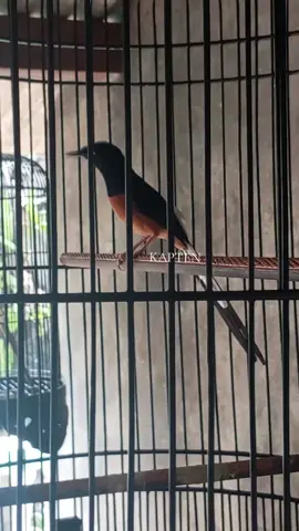 #muraibatu #muraibatujuara #muraibatujuara #dagangan #fyp 