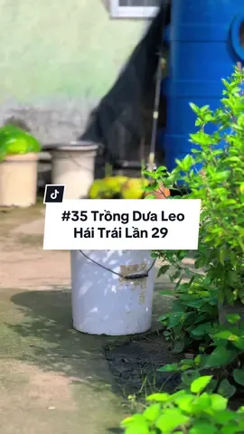 Hái dưa leo lần 29 cùng Hiển Nha #hienonha 