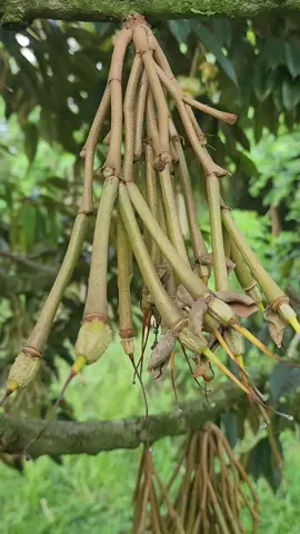 #durianbawor durian yg genjah dan beradaptasi bagus di dataran rendah hingga menengah..