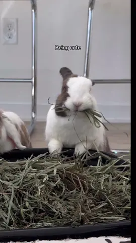 3 very important things  . . . #petbunny #petrabbit #cutepet 