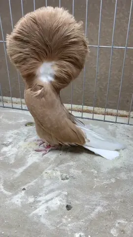 Breed By محمد البلوشئ #pigeon #hobby #birds #jacobin #pigeons 