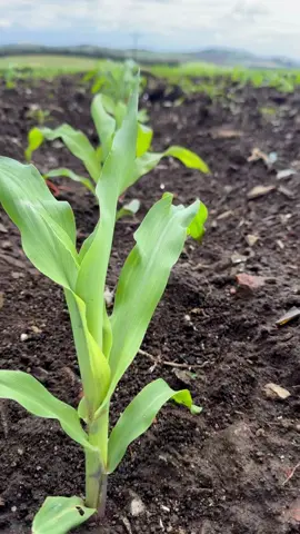 Farm life🙌🏾🙌🏾🌽