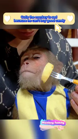 Cutis the monkey is sad because he can't buy good candy #pet #newyork #cutemonkey #monkeys #babymonkey #pets #animal #animals #monkey 