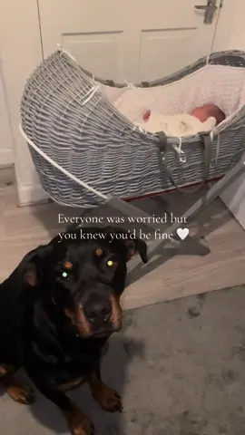 Best friends in the making 🤍 #rottweilersoftiktok #dogsoftiktoks #rottweilerlove #dogmumlife❣️ #dogs #rottweiler #rottiesoftiktok #dogsforyoupage #dogmumsoftiktok #souldog #dogandpregnancy #dogandbaby 