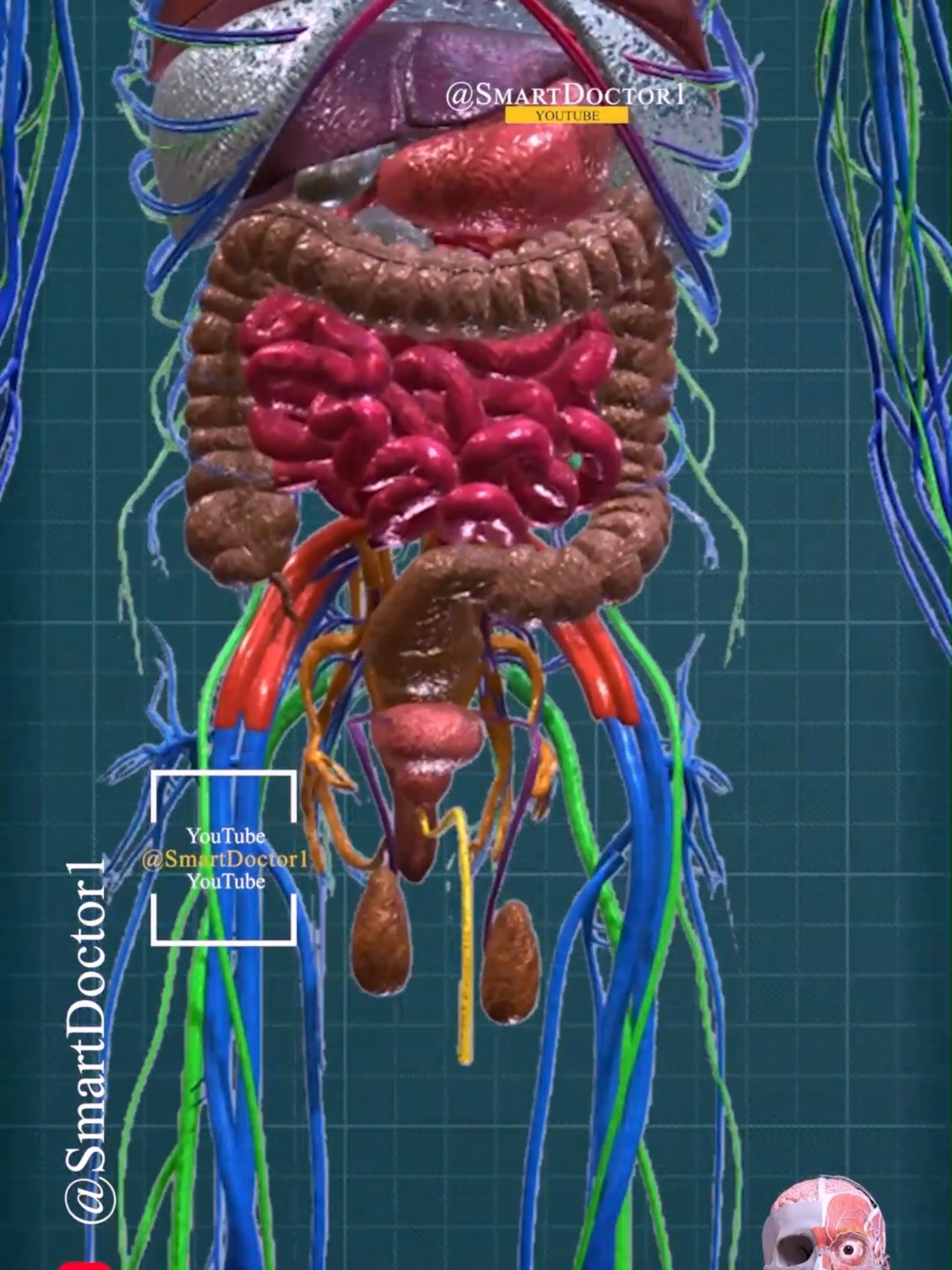 Testicular Dynamics in Male Anatomy ✨ . . . . #testicles #scrotum #anatomy #body #pregnancy #medicina #anatomy #doctor #america #brain #shorts #viral #SmartDoctor1 #Smart_Doctor #smartdoctor #anatomi #surgery #解剖学 #анатомия #anatomia #anatomía #anatomie #reproductiveorgans #maleanatomy #testicularhealth #genitalia #humanbody #physiology #reproduction #genitalanatomy  #education #3d #heartbeats #طفل