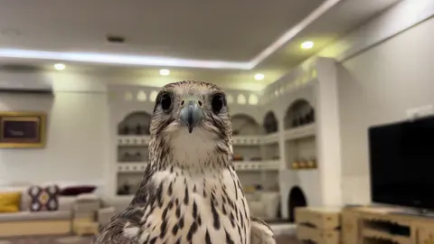 ماشاءالله غصااابب ❤️❤️❤️.    #fyp #foryou #viral_video #صقاقير #صقور #طيور #مقناص 
