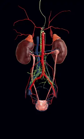 How the urinary system looks like. kidney, adrenal glands #viralvideo #multisubjectlearners #slowmo 