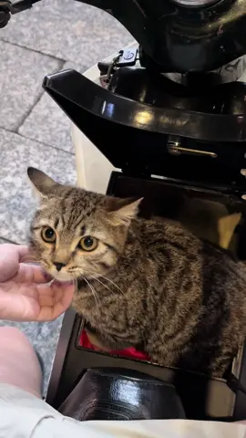 Bắt gặp một con mèo rừng châu phi ngoài đường 😱😱 #cat #catsoftiktok #meow #meomunmeodol #cute #blackcat #meme #xuhuong #cutecat #funny 