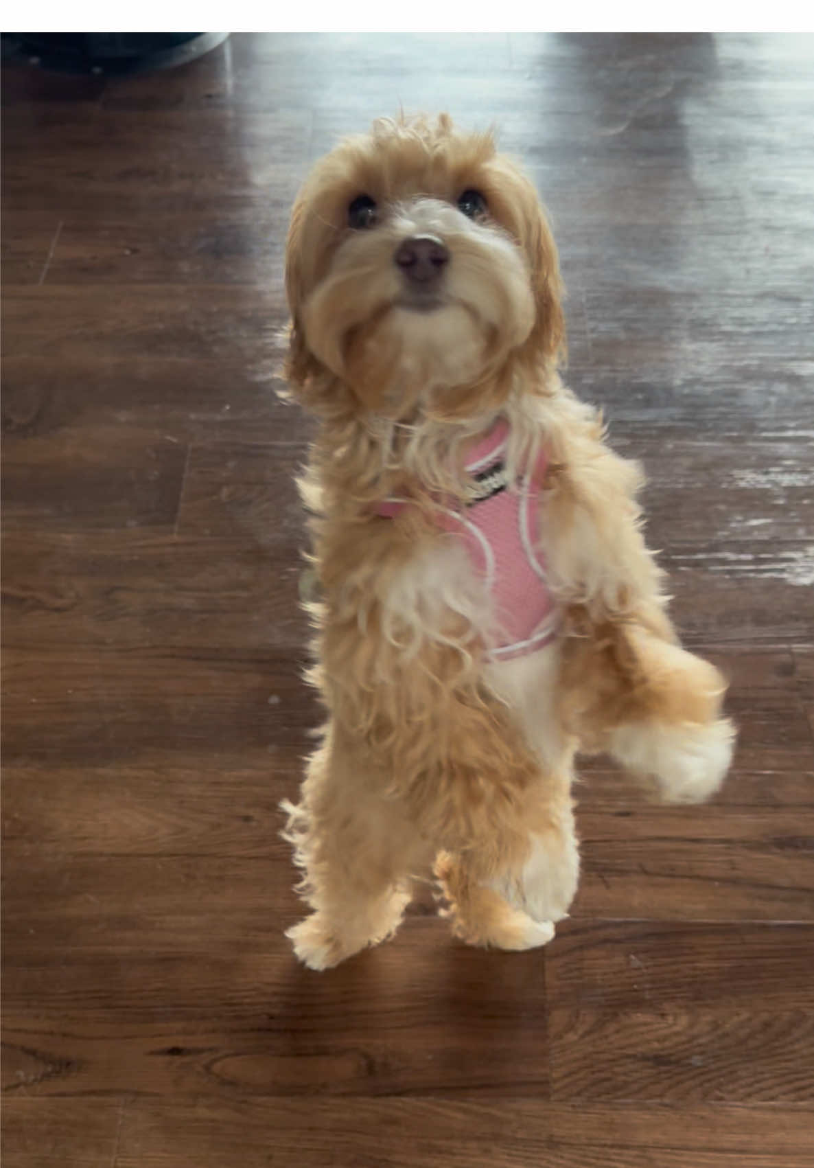 Our new puppy turns into a salsa dancer when she thinks she’s going for a car ride! I started a new instagram page! Follow me at winnie_theadventurer and follow my mom too charvetd_photography as we go on photography adventures around the PNW! #happydog #happydogs #puppyoftheday #puppygram #lovedogs #dogoftheday 