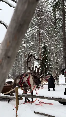 قرية سانتا 🎅🏻 وغزال الرنة🦌 من اراضي فنلندا 🇫🇮 #travel #وجهات_سياحية #وجهات_شتويه #فنلند #فنلندا🇫🇮 #فنلندا #فنلندا_بلد_العجائب #سانتا_كلوز #روفانييمي #لابلاند #غزال_الرنة 