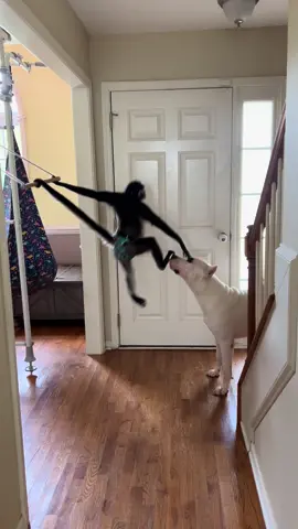 Perfect 10 for the dismount 🏆 #tease #monkey #dog #funny #fyp 