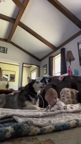 I think he was scared! Lol #huskiesoftiktok #husky#hisnameisDak#huskyandbaby #BestFriends