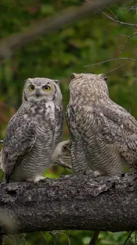 #преданность #любовь #животные #пообещайтемнелюбовь #трогательно 