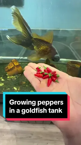 I’ve successfully grown a tomato plant and gotten a red tomato in a goldfish tank, but what about a chili pepper? Lets find out, stay tuned to see if I’m successful in this attempt. #chilipepper #fish #goldfish #aquarium #aquaponics #hydroponics 