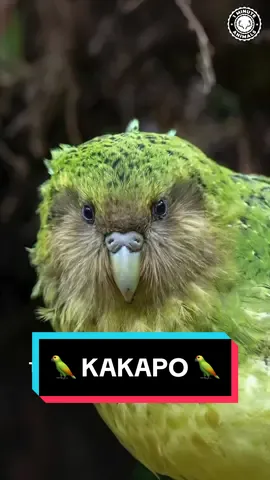 Kakapo 🦜 The Largest Parrot in the World! #kakapo #flightlessbird #bird #birdsoftiktok #birdtok #birdslove 