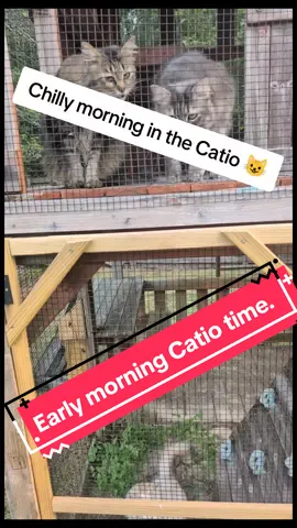 Today was the first chilly day so far this fall, didn't want to leave them out too long this morning. #catsoftiktok #cattok #hurleythemainecoon #mainecoonkitten #catio 
