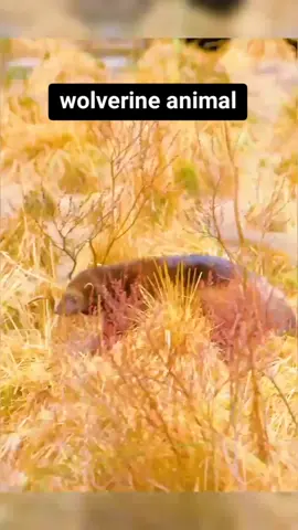 wolerine animal little beast of the north#creatorsearchinsights #wolverine #wolverineanimal #wolverines #wildanimals #animaloftiktok #nature #LearnOnTikTok #usa #fyp #viralvideo #foryoupage 