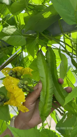 mùa trồng đậu rồng đến rồi bà con ơi #hatgiongrangdong 