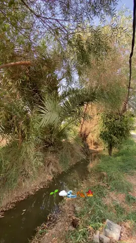 تصويري🍂 #dancewithpubgm #تصويري📷 #fypシ #foryoupage 