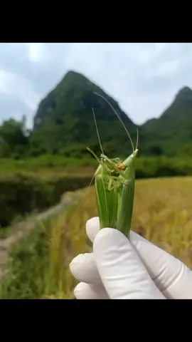 Mặc quần dài vào đi lát em qua đón về lạng Sơn cắt lúa...🩷 #vuivemoingay❤️ #cogang #cuocsong #cogangmoingay💪 #xhuongtiktok #vuicungtiktok 