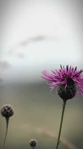 Happy is now #quotes #life #happy #zeafather #fyp #CapCut 